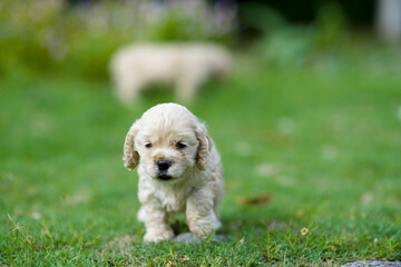 Cute puppies playing in the garden.Young cocker spaniel in the outdoor.Home pets.Purebreed canine...