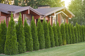 Many thuja trees as a fence in a private house