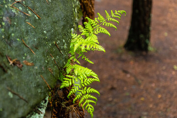 fern under the stone