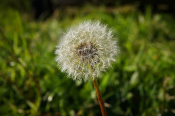Dandelion on a background of grass