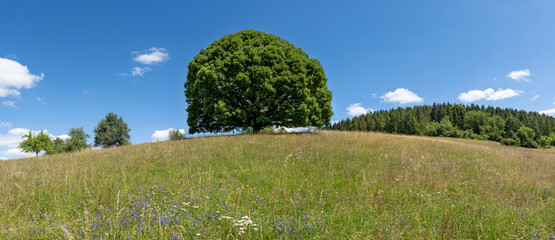 Hügelige Wiese mit großem Lindenbaum im Sommer - Panorama Landschaft