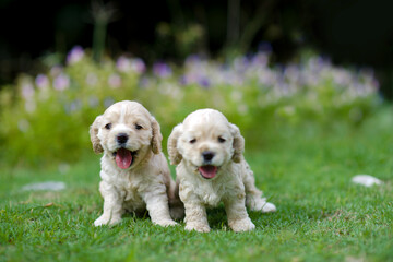 Cute puppies playing in the garden.Young cocker spaniel in the outdoor.Home pets.Purebreed canine...