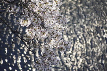水の波紋にうかぶ桜の枝