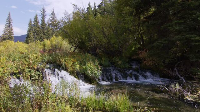 Small waterfalls flowing through thick vegetation in Wyoming in a forest.