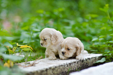 Cute puppies lost in the garden.Cocker Spaniel pups on the walkway.Young purebreed sad.
