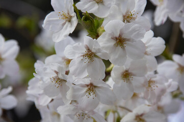 桜花新芽と花アップ