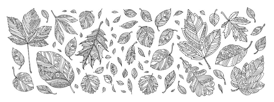 Folling leaves pattern. Maple, elm, birch, linden. Hand drawn artwork. Zentangle, doodle, tattoo. Woodcut style. Coloring book page for adult. Black and white. Bohemian ethnic concept
