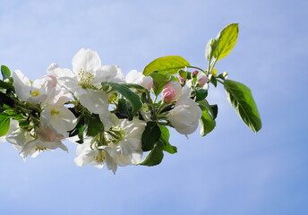 Apple branch with flowers and leaves  isolated on blue sky background close up.  Apple blossom. 