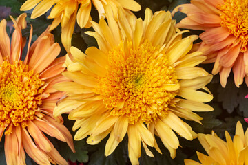 Close up on chrysanthemum plant for tombstones for All Saints Day