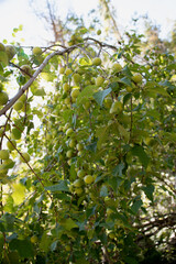 Fototapeta na wymiar prunes sur une branche