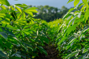 Fototapeta premium cassava fields, cassava plantation for background