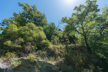 big green trees on a mountainside