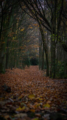 Einsamer Weg im Wald im Herbst