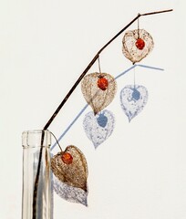 Twig with dried Physalis lantern in vase on white.