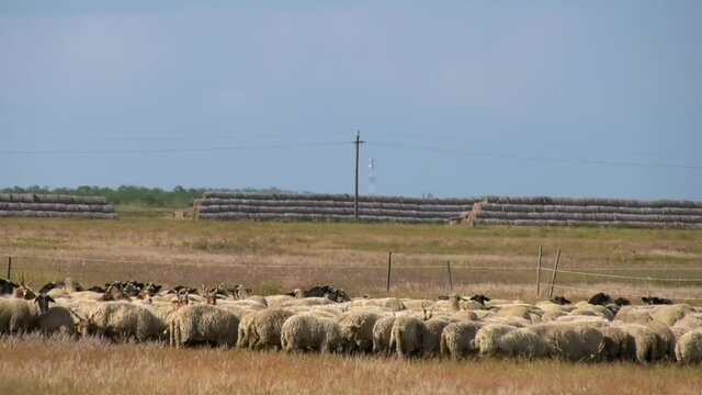 Racka sheep graze on a meadow in Hungary.