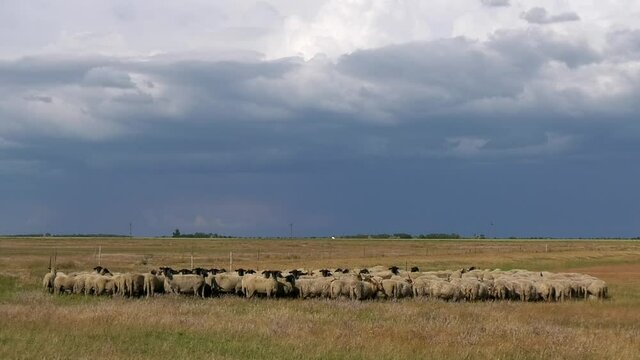 Racka sheep graze on a meadow in Hungary.