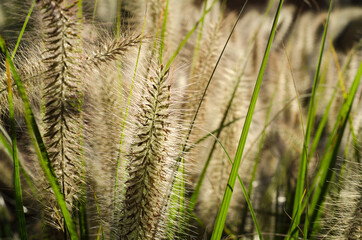 wheat field in summer