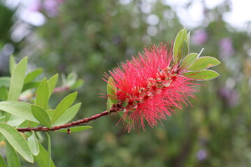 Callistemus Citrinus