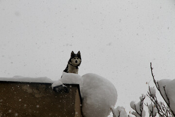 snow time