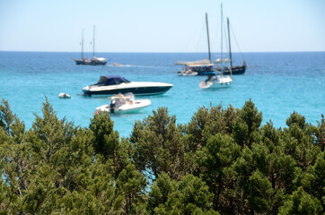 Fototapeta na wymiar Bushes of Mediterranean scrub and in the background blurred sailboats and yachts on the blue sea of Sardinia.