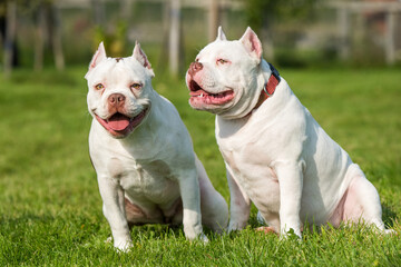 Two American Bully puppies dogs are sitting