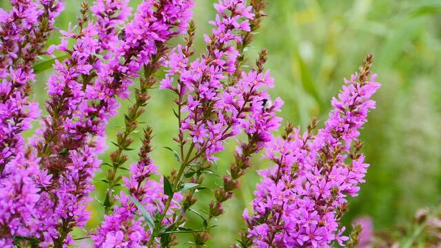 bright flowers Lythrum salicaria favorite flowers of bumblebees, good honey plant