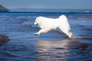 Fotobehang honden op het water © Alexandra