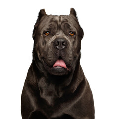 Portrait of Brown Cane Corso Dog, Studio shot on Isolated white background