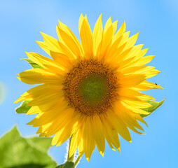 Obraz premium sunflower back illuminated against the sky