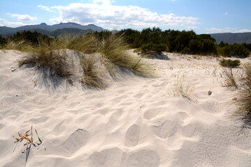 Fototapeta na wymiar sand dunes in Sardinia behind the beach. 