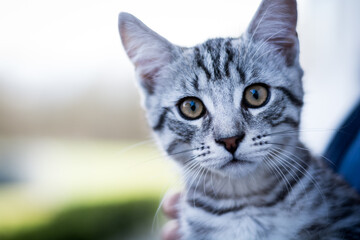 Neugierige grau schwarze Katze