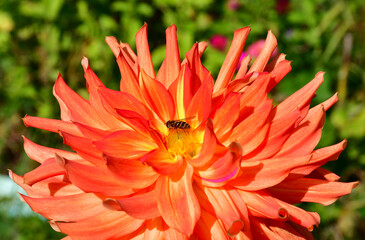 Close-up of a large Dahlia flower in bright orange colors. A bee is sitting on a flower. The texture of the petals.
