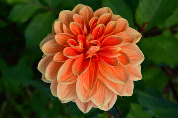 Beautiful orange Dahlia flower close-up on a blurry background in the garden. The petals of the fiery colors. The texture of the petals of a flower.