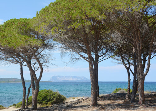 The view of the island of Tavolara from the gulf of Budoni in the beautiful pine forest of Sant'Anna.