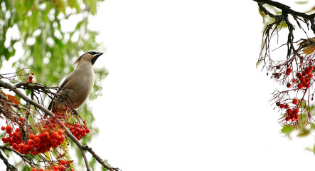 Autumn background with a bird on a branch and a blank place for text