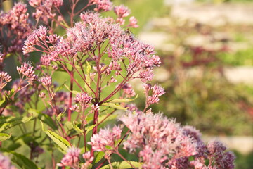 Eupatorium cannabinum L. (family Asteraceae). Stevia conpletely flowering in August, close-up of the inflorescence of pink color