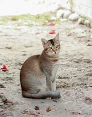 Fototapeta premium cat on the field