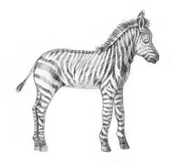Fototapeta premium Baby zebra. Pencil sketch
