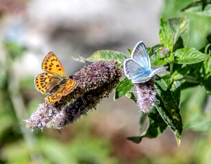 Papillon sur une fleur
