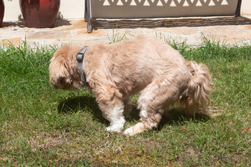 Dog making poop in the grass of a garden
