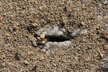 蟻の巣の出入口