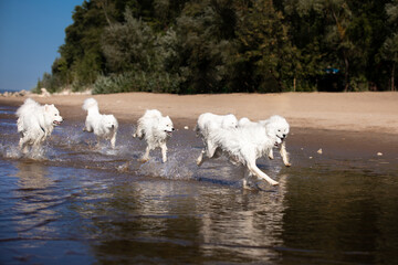 dogs on water