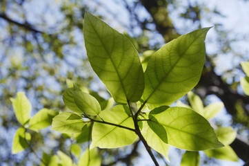 Fototapeta na wymiar 陽光を透かす広葉樹の若葉