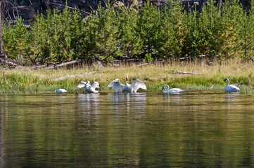 Trumpeter Swans (Cygnus buccinator) in Yellowstone National Park, USA