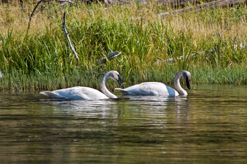 Trumpeter Swans (Cygnus buccinator) in Yellowstone National Park, USA