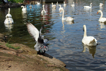 Pigeons mating near river with swans