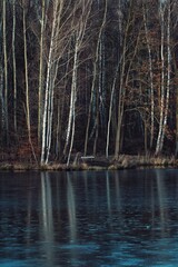 woods and reflection of trees in the water