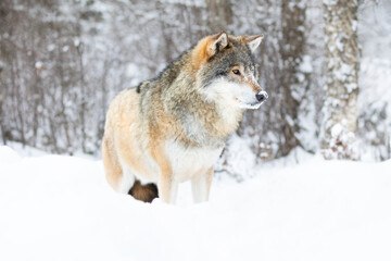 Beautiful alpha male wolf stands in the snow in beautiful winter forest