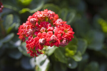 赤いランタナ花のアップ