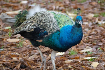 Blue Peacok